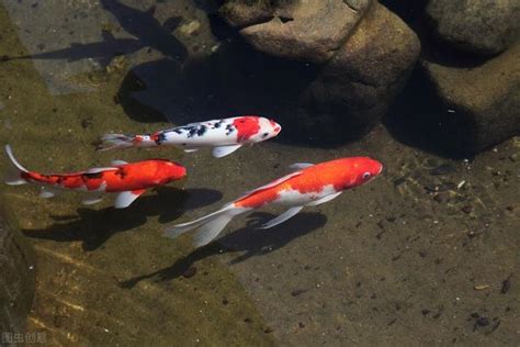 養魚 入門